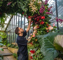 man in Conservatory at Kew Gardens picking orchids
