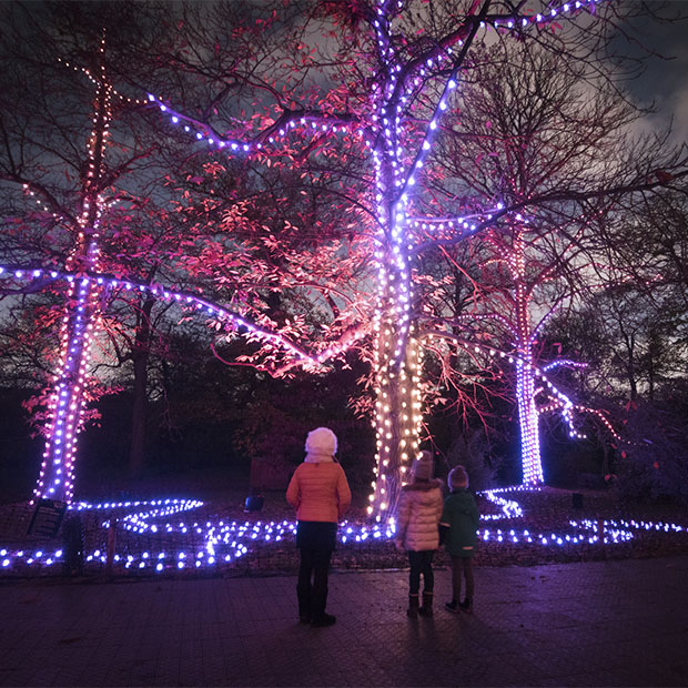 Three children gaze up at trees wrapped in colorful Christmas lights, creating a magical winter wonderland.
