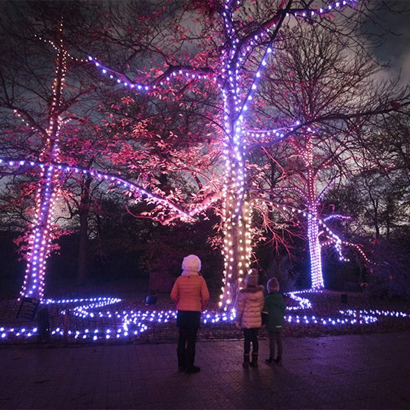 Three children gaze up at trees wrapped in colorful Christmas lights, creating a magical winter wonderland.