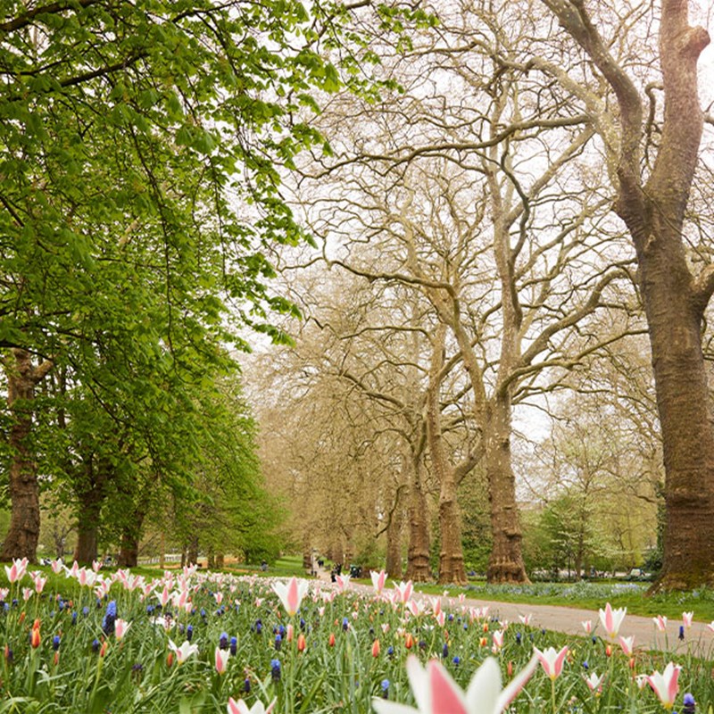 Hyde Park, tulips, footpath and trees